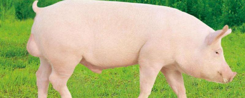 大白猪和长白猪区别,产地,外形和生产性能都不同