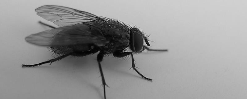 苍蝇为什么不停的搓脚，有哪些生活习性