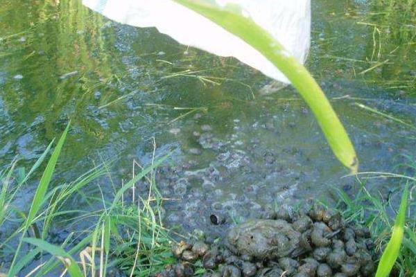 螺蛳养殖技术,放养前需对池塘进行消毒