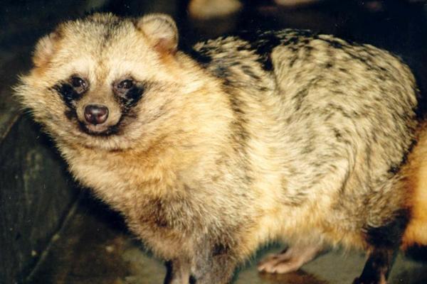2,狗獾的种群分布比较集中,在俄罗斯很常见,1999年记录有30000个体