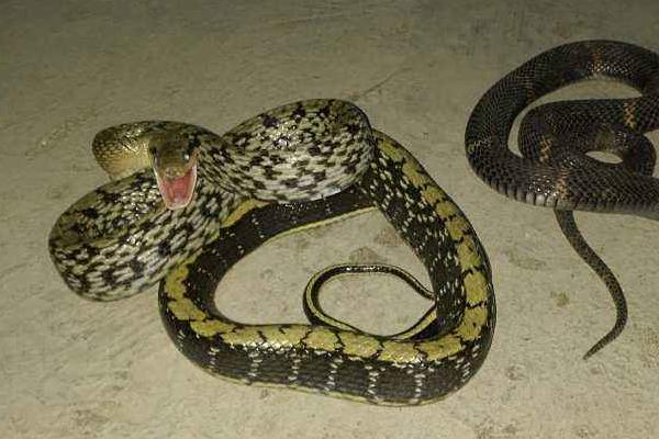 大王蛇能长多大附大王蛇的生活习性
