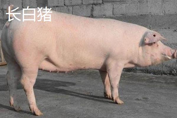 香猪和长白猪杂交后代图片