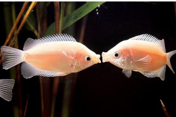 接吻鱼真实图片