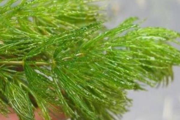 金鱼藻水草怎么养