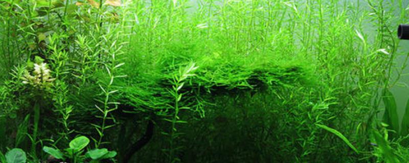 金鱼藻水草怎么养 农敢网