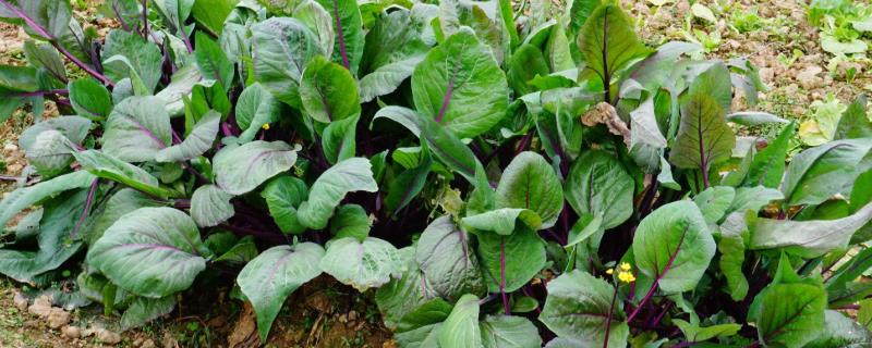 红菜苔种植时间和方法 根据植株生长情况做好肥水工作 农敢网