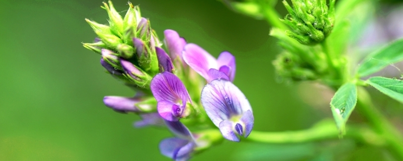 紫花苜蓿草怎么种植 如何管理与利用 农敢网