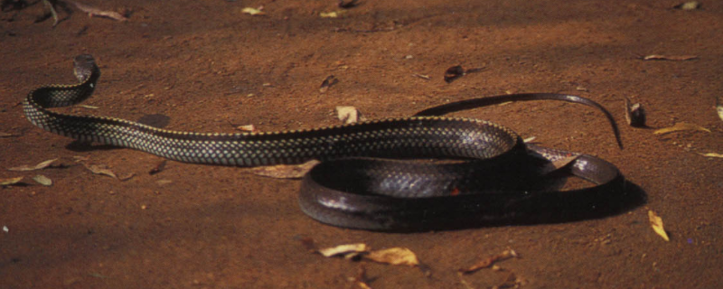 乌梢蛇和眼镜蛇的区别 它们分布在哪里 农敢网