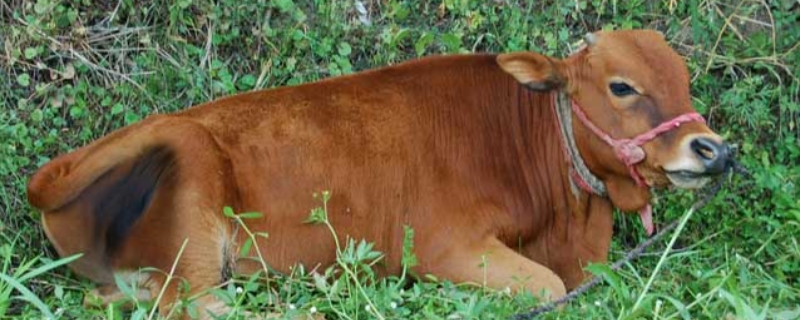 滇中牛养殖技术，附养殖注意事项