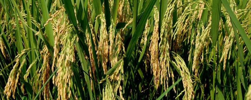 11叶品种水稻叶龄图片图片