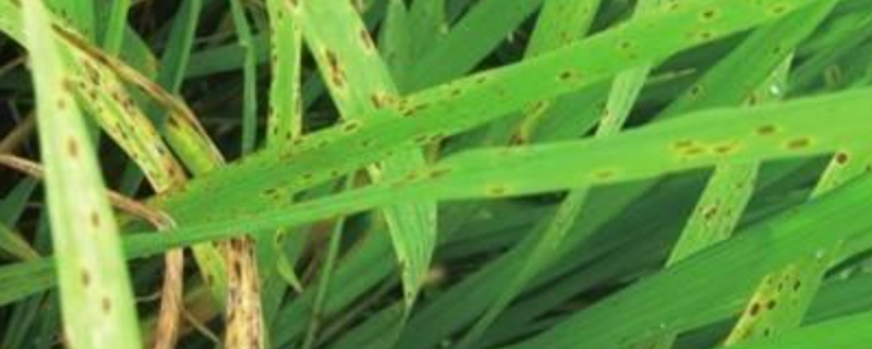 水稻胡麻叶斑病用哪些特效药治疗，该怎么预防