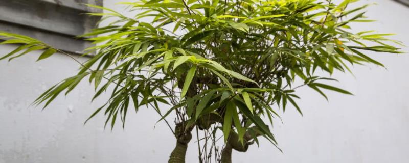 盆景竹子的养护方法，需掌握以下四点