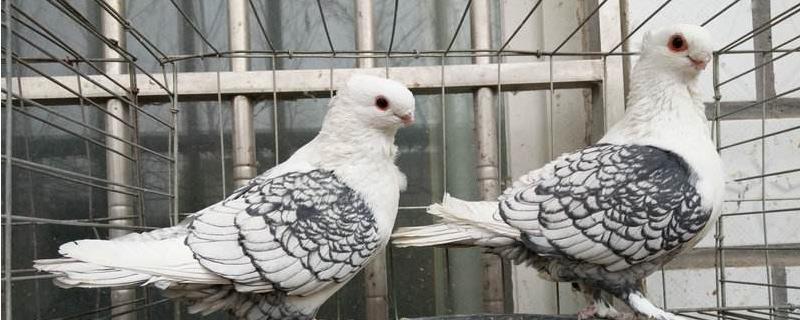 观赏鸽的养殖技术，以及养殖注意事项