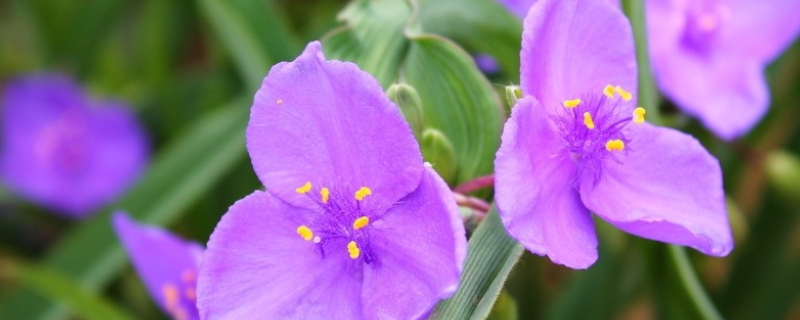 紫露草的养殖方法 附紫露草的生长习性和繁殖方法 农敢网