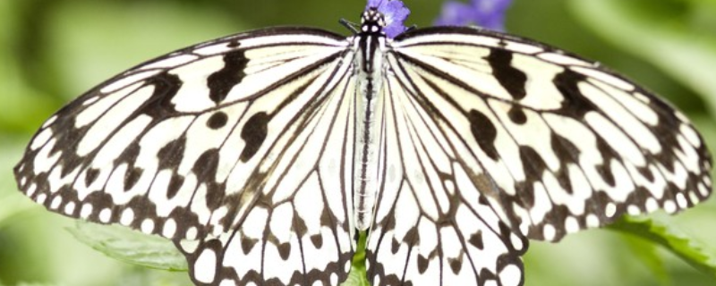 蝴蝶的生活习性主要有以下四个方面