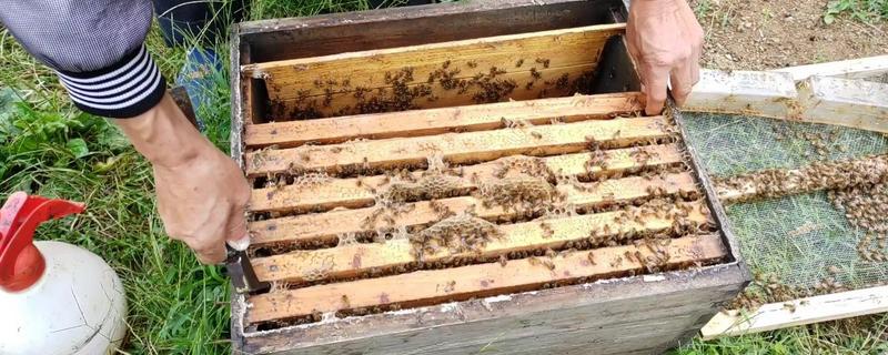 土养蜜蜂怎样人工分蜂视频 土养蜜蜂怎样人工分蜂视频教程