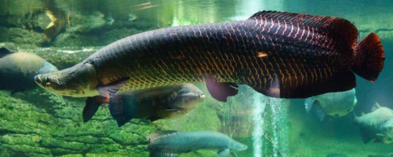 巨骨舌鱼能吃吗巨骨舌鱼的产地