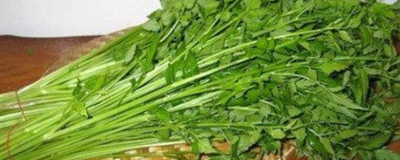 毒性:野芹菜乃剧毒植物之一,水芹菜没有毒,富含各种维生素和矿物质
