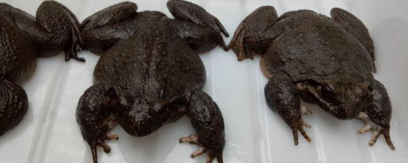 岩蛙和石蛙的区别图片图片