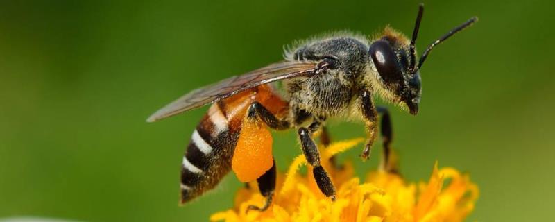 蜜蜂春繁注意的要点是什么？春繁期间要加强病害防治工作
