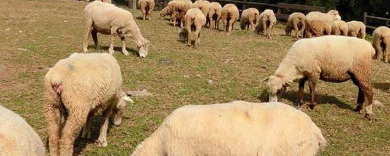 高脚羊养殖的技术要点，附放牧方法