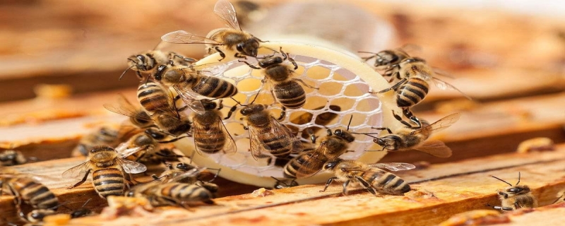 家里来了一群蜜蜂预兆 家里来一群蜜蜂是怎么回事