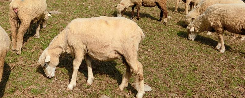 高脚羊的高产养殖方法，详细介绍
