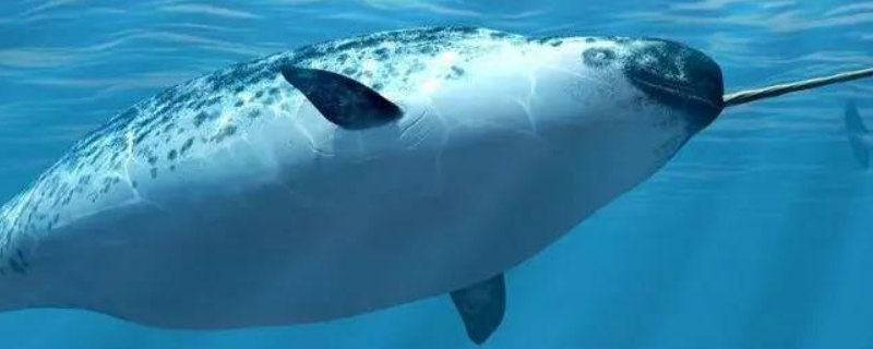 独角鲸的角的作用是什么，繁殖时间是几月，寿命多长