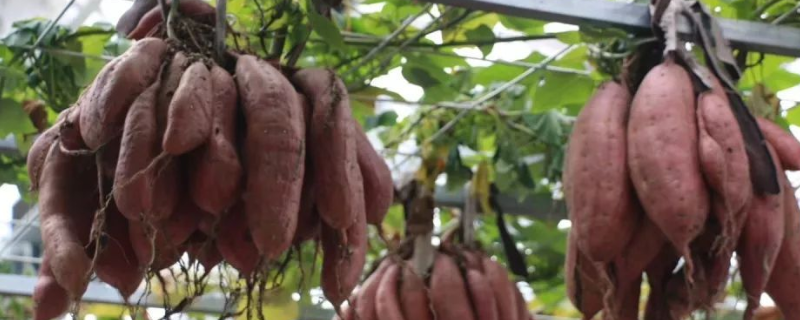 空中怎么种植红薯，有哪些技术要点