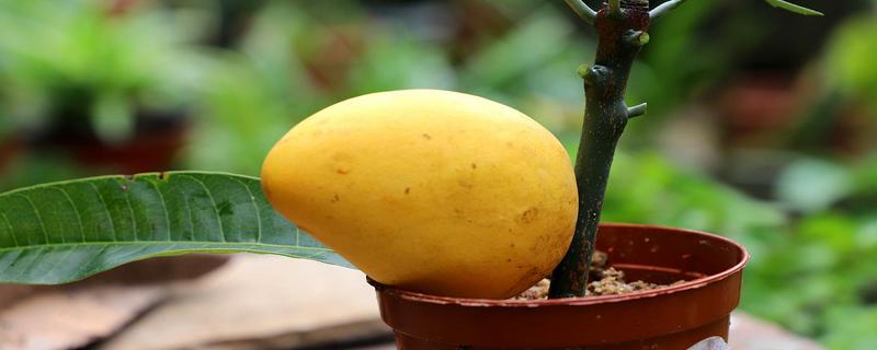 芒果的籽怎么种，芒果怎么切吃起来方便