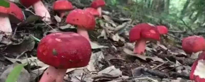 红菇的保存方法，附红菇的生长习性