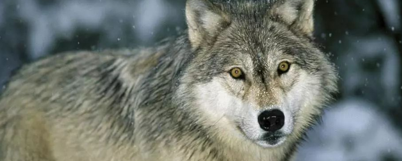 狼属于哪科动物，狼怕哪些动物