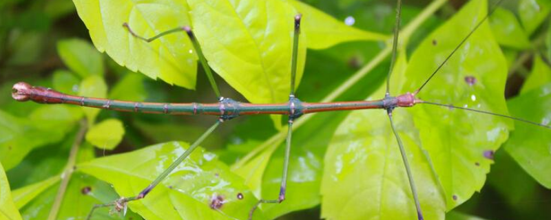 竹节虫的天敌图片