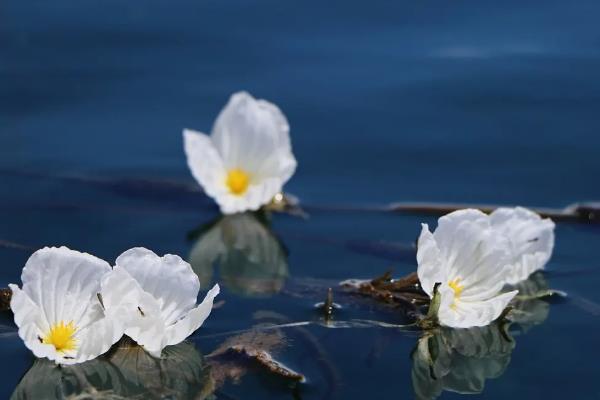 水性杨花泸沽湖几月开花