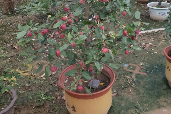 贵人果种植要点，附种植管理