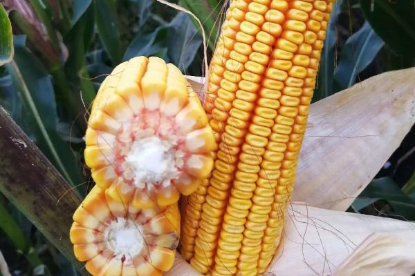 迪卡c1563玉米种子积温多少