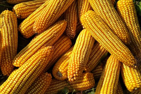 迪卡c9640玉米种子图片
