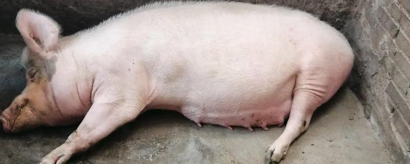 母猪躺着的照片图片