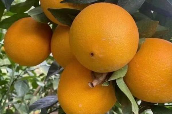 江西赣州橙子什么时候成熟