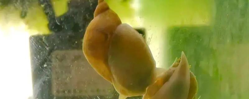 耳萝卜螺可以除藻吗，鱼缸中饲养要小心