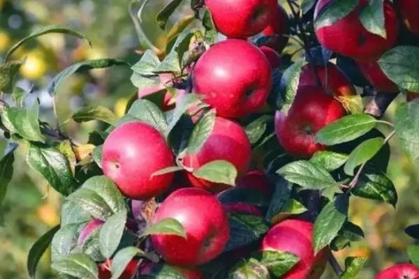 苹果适合在什么地区种植