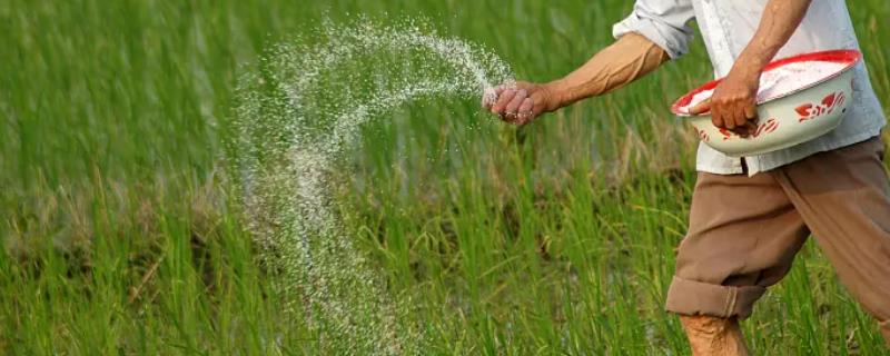 氮肥多了对植物有什么影响