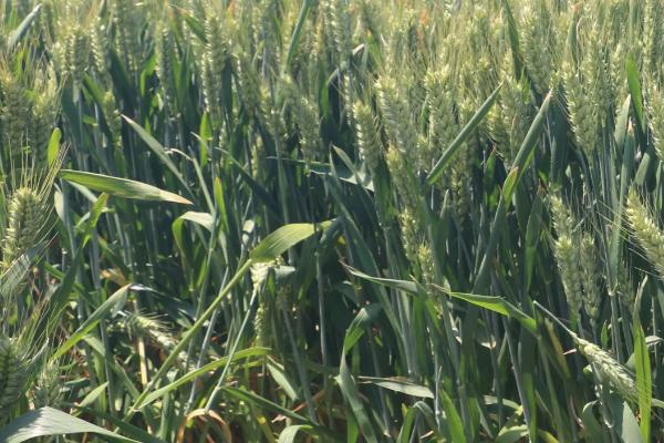 青农6号小麦品种的特征特性
