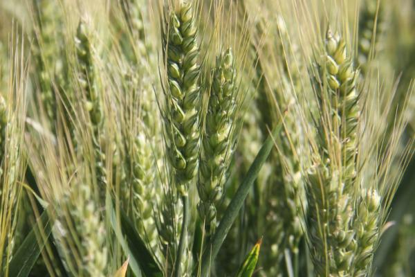 青农6号小麦品种的特征特性
