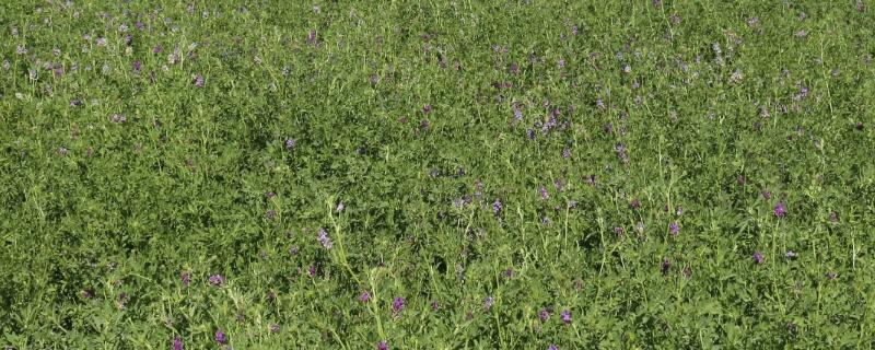 紫花苜蓿亩产量多少