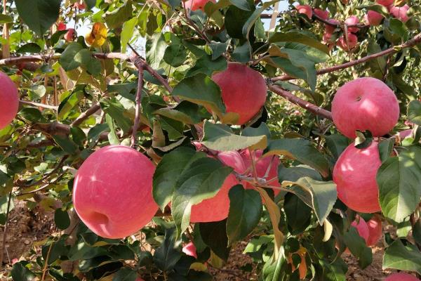 寒富苹果几月成熟，什么是寒富苹果