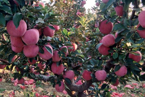 寒富苹果几月成熟，什么是寒富苹果