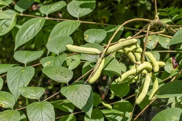 猫屎瓜种植条件，附种植方法