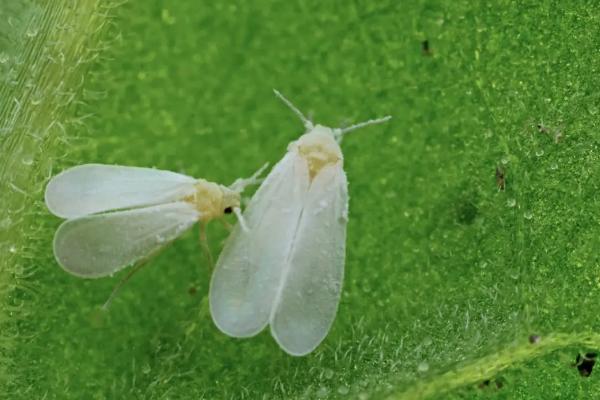 吡虫啉治白粉虱吗