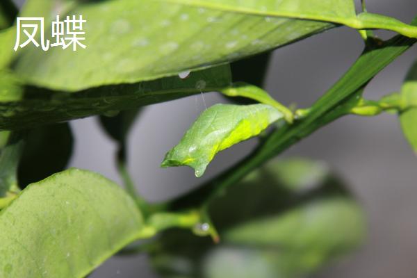 常见的柚子树病虫害及防治方法，高温季节常发生柚子脚腐病